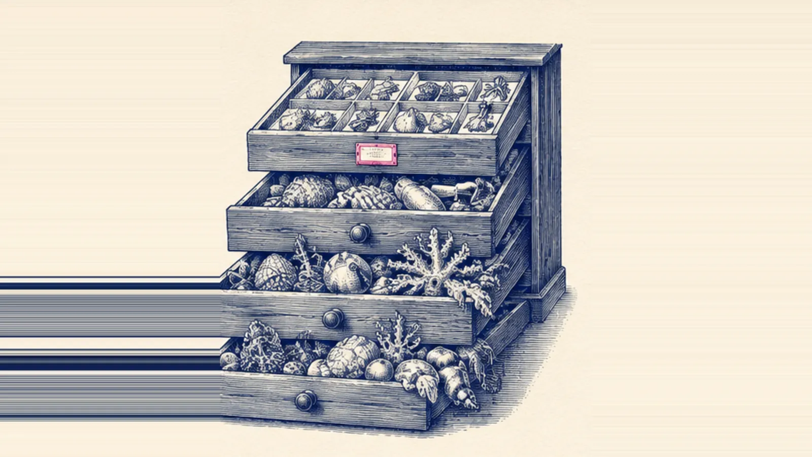 A copperplate engraving of a naturalist's specimen cabinet with drawers pulled out at different depths, hatched in deep navy on cream paper, the top drawer neatly ordered and labelled with a pink label while the drawers below overflow with irregular unsorted forms.
